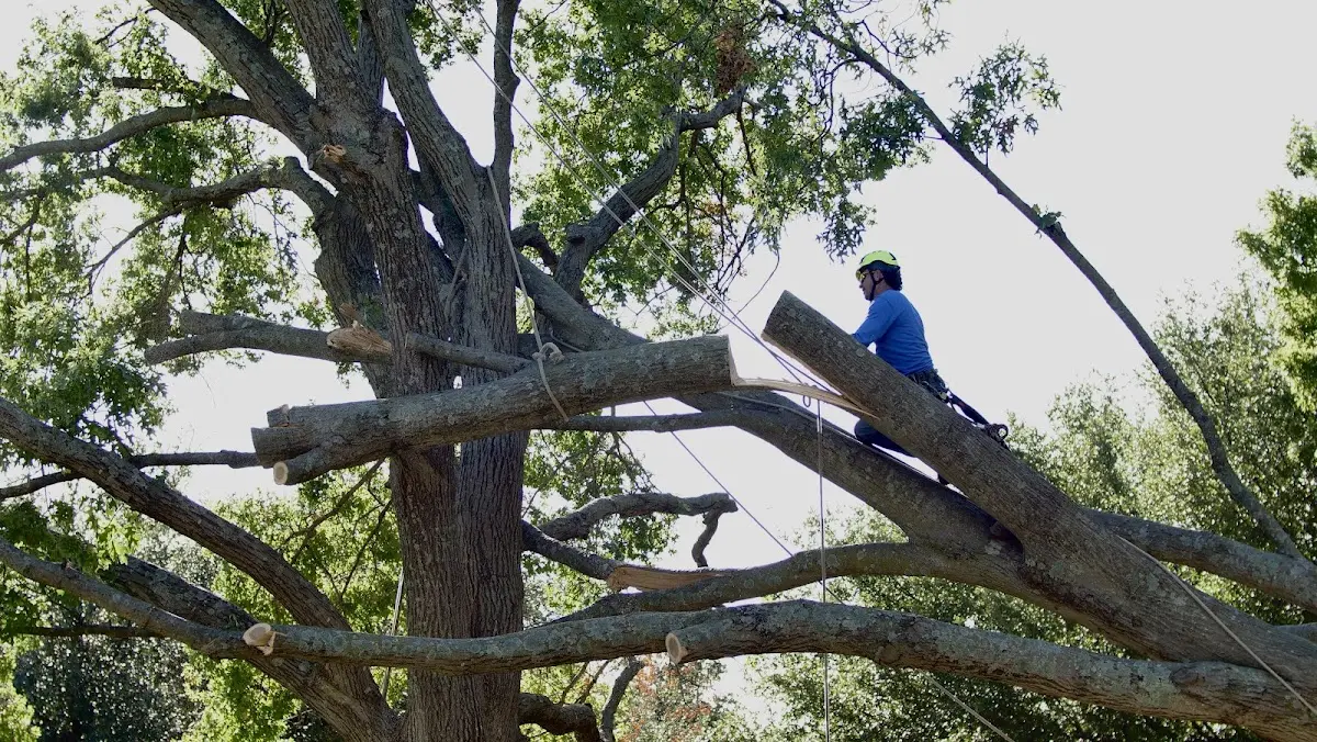 Professional Hazardous Tree Removal performed by certified arborists in West Liberty