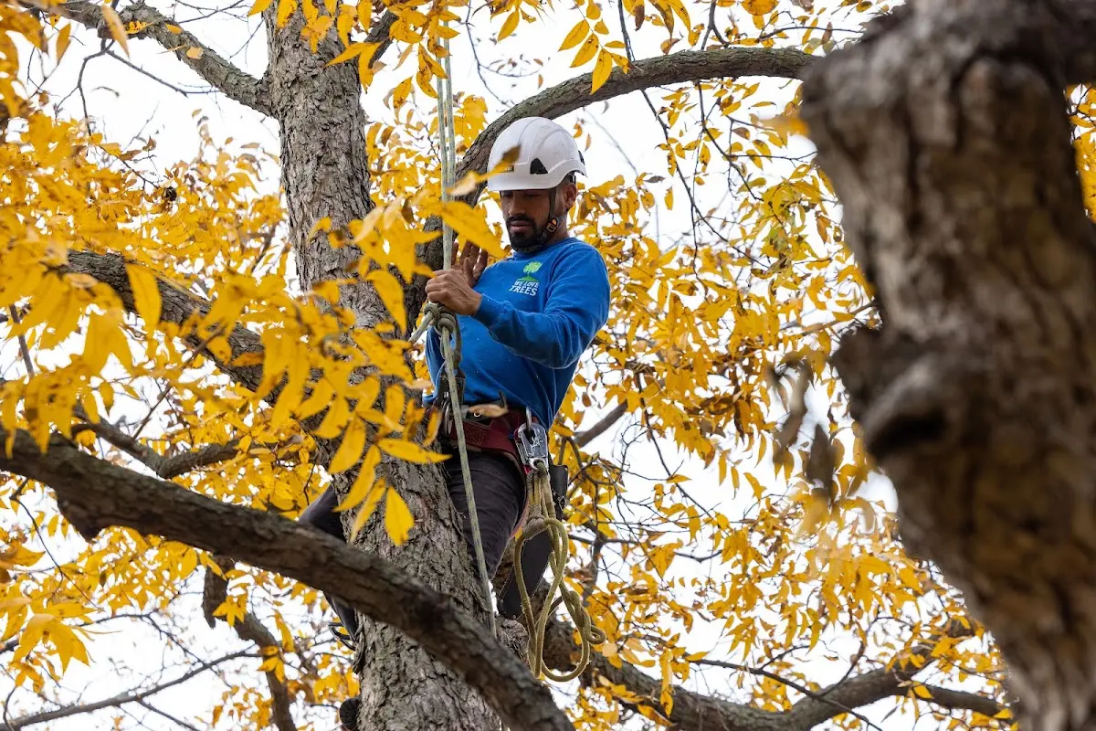 Skilled Tree Transplanting crew working in West Liberty